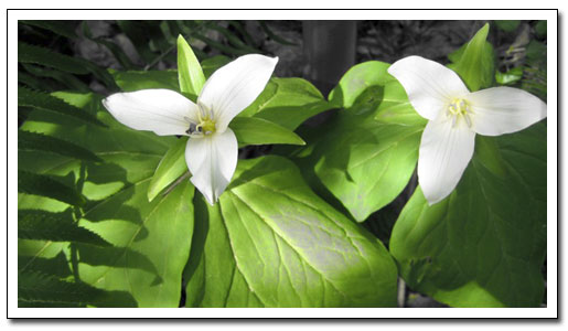Photograph of Trilliums by Peter Roxburgh ©